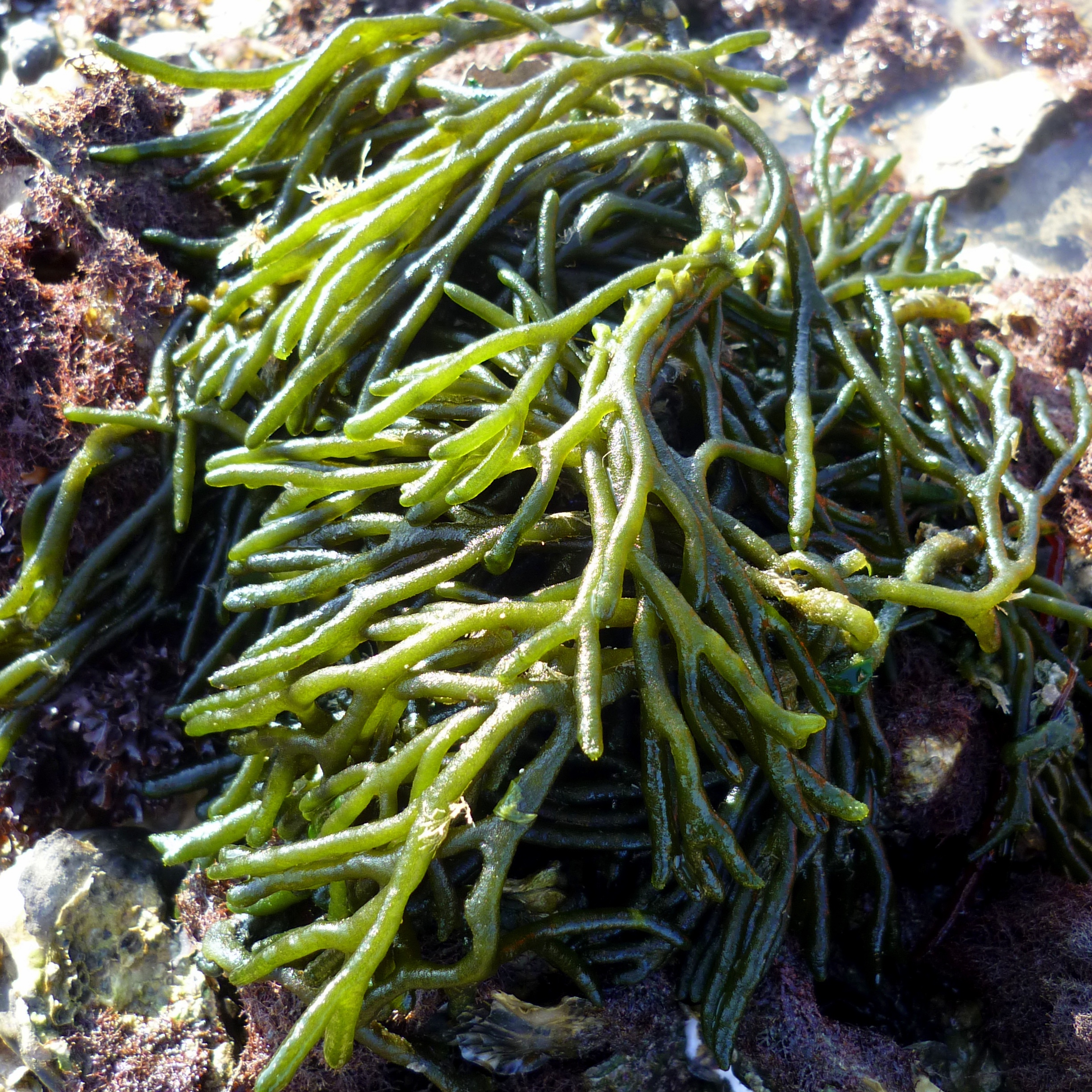 Codium Fragile (viltwier)